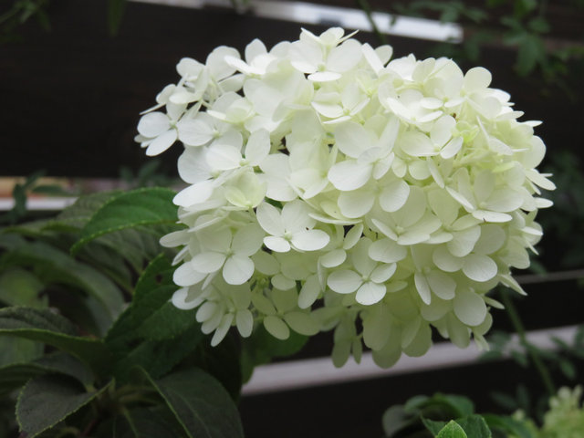 ノリウツギ リトルライムの花の画像