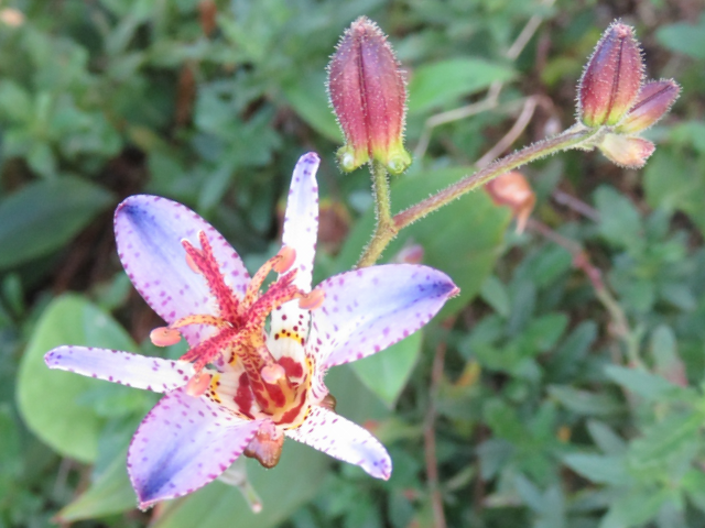 ホトトギスの花のアップ
