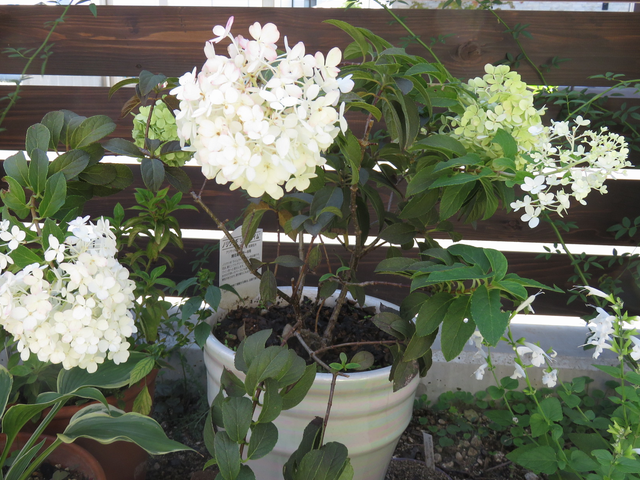 ノリウツギリトルライムの鉢植え