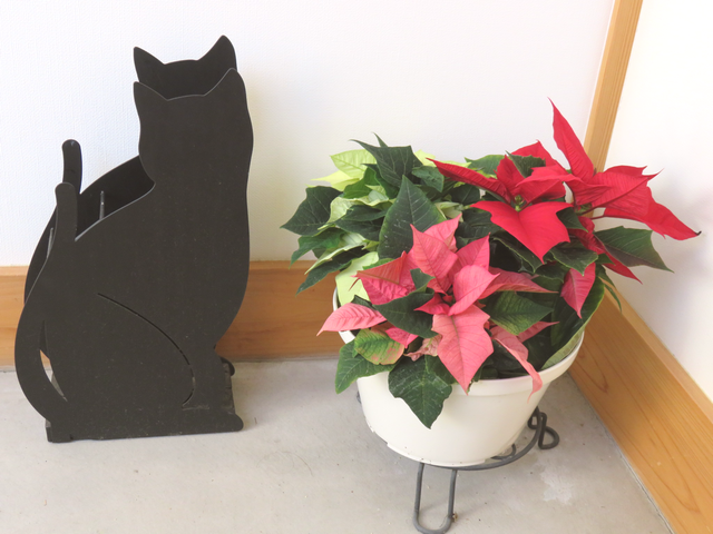 黒猫の傘立てとポインセチアの寄せ植えの画像