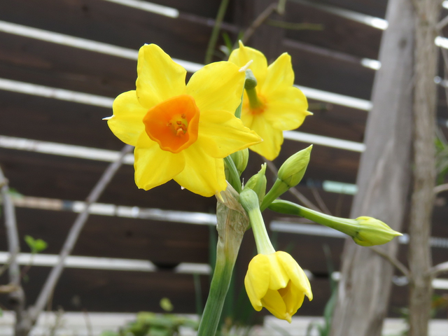 開花したミニ水仙の花