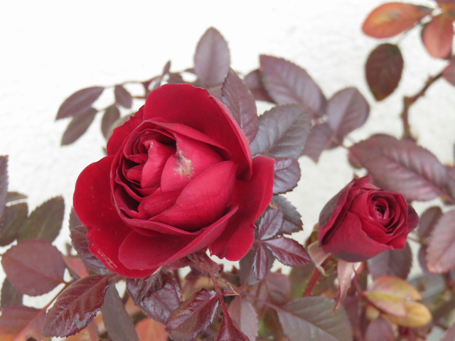 深紅のミニバラの花