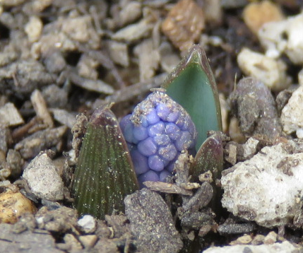 ムスカリアズレウムの芽のアップ