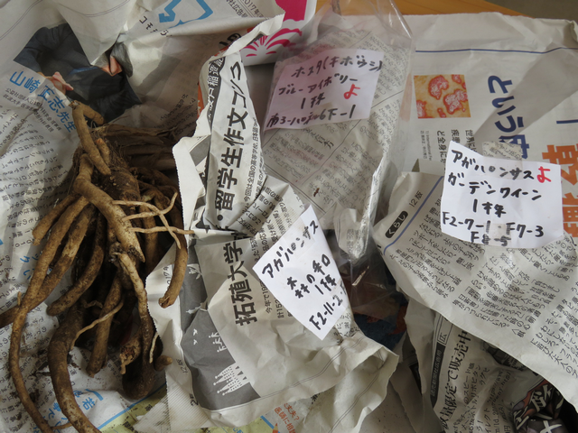 新聞紙にくるまれて届いた球根の画像