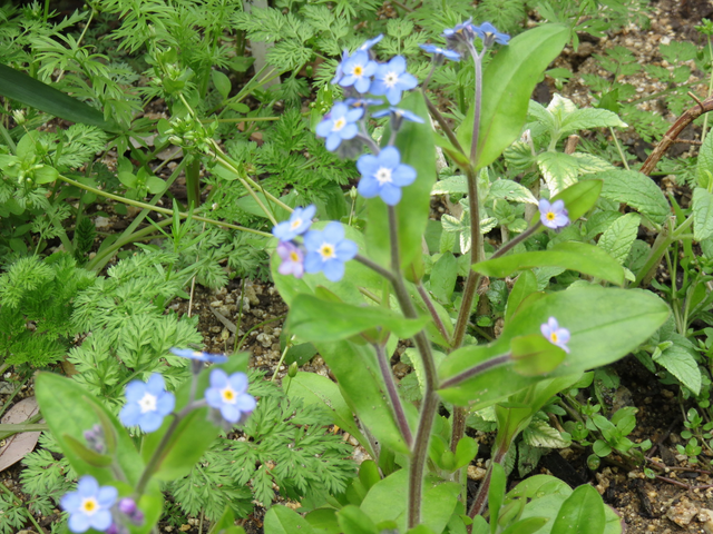 忘れな草の青い花の画像