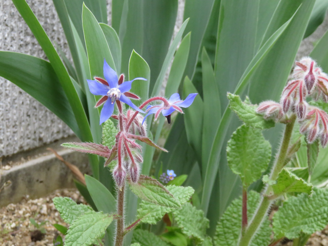 ボリジの青い花と蕾の画像