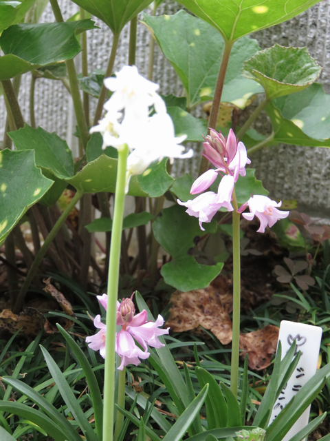 白とピンクのシラーカンパニュラータの花