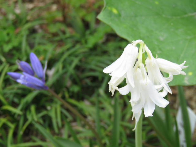 白とブルーのシラーカンパニュラータの花