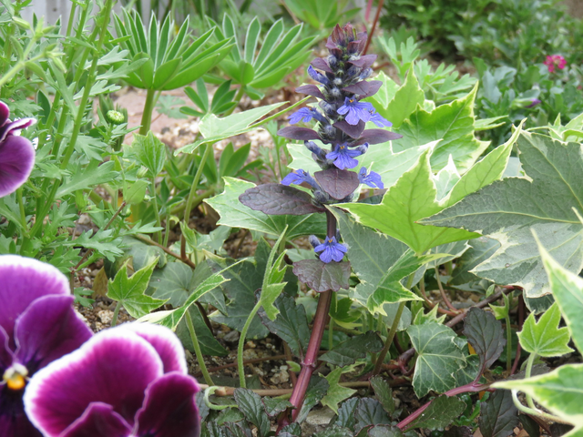 開花したアジュガの画像