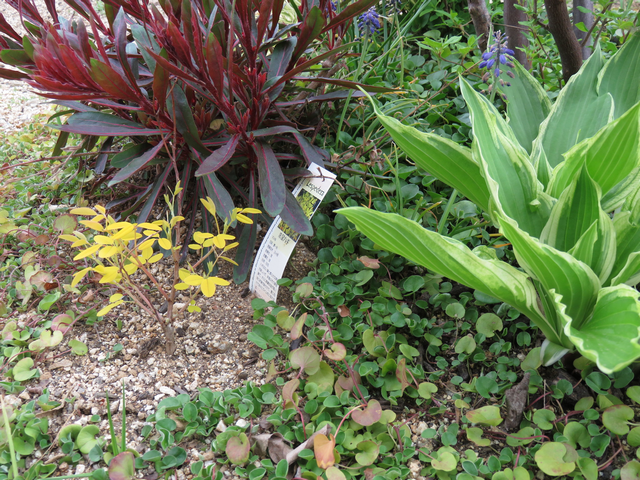 ガウラ・朱金ハギ・ギボウシのカラフルな植栽