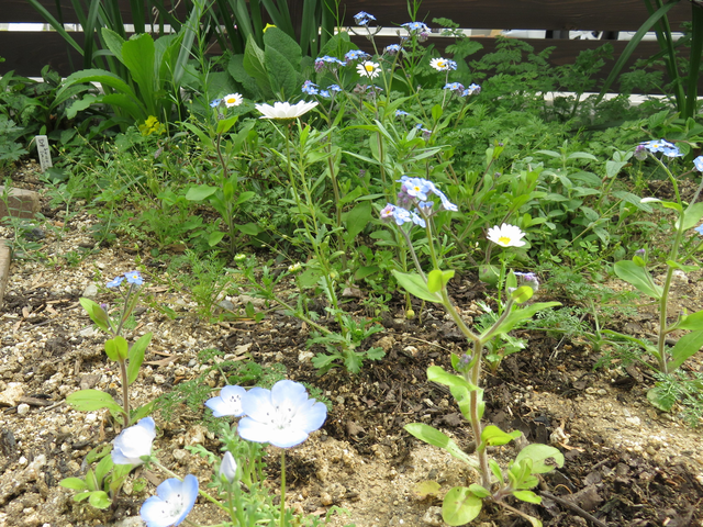 ネモフィラと周囲の草花