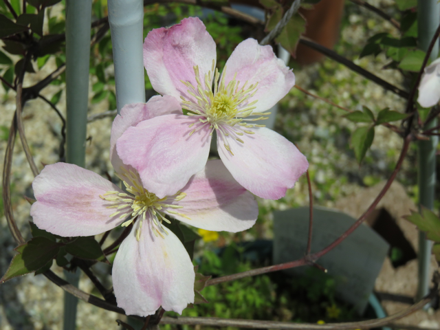 クレマチス ’ジャイアントスター’の花のアップ