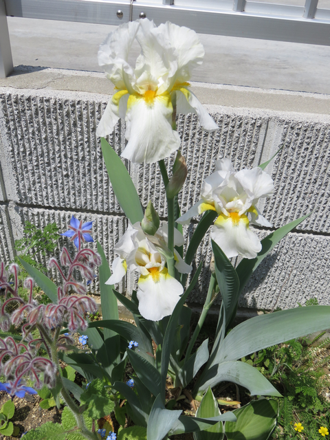 ジャーマンアイリスの花の画像