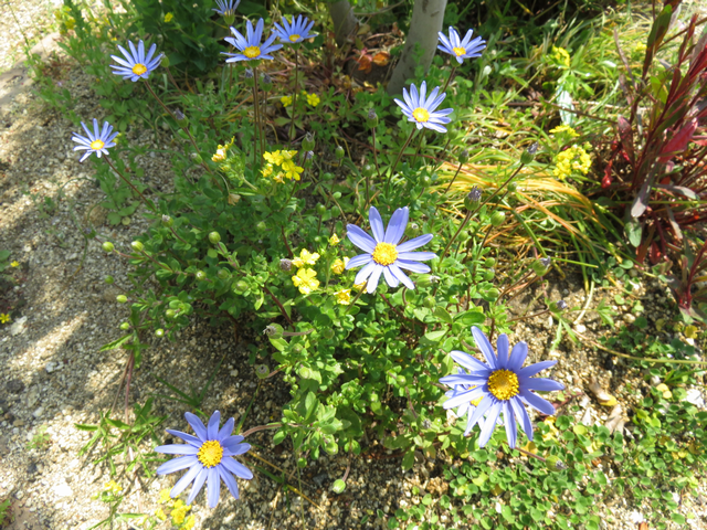 ブルーデージーの花の画像