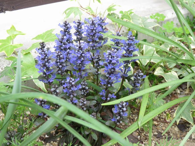 アジュガ ’チョコレートチップ’の花の画像