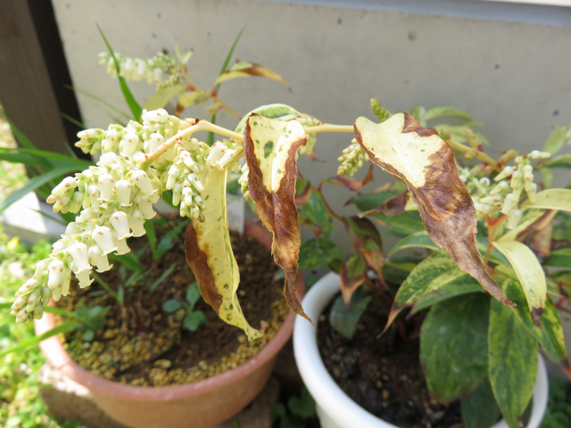 アメリカイワナンテン ’レインボー’の花と傷んだ葉っぱ