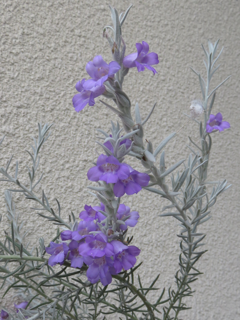 満開のエレモフィラニベアの花のアップ