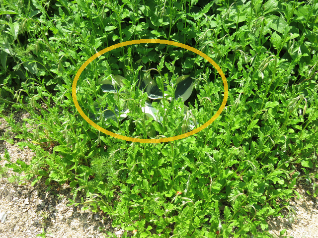 増えすぎた桃色昼咲月見草の画像