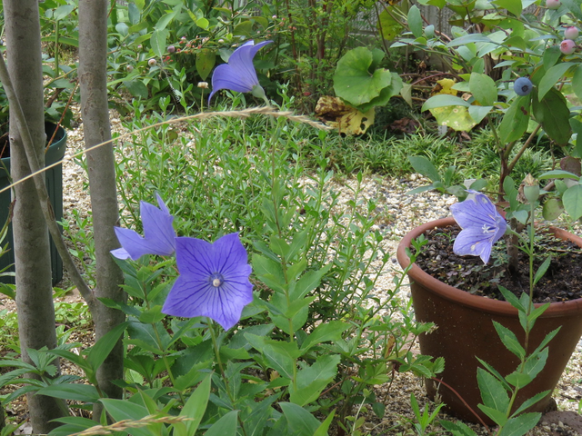 桔梗の花の画像