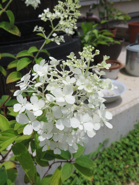 ノリウツギリトルライムの花
