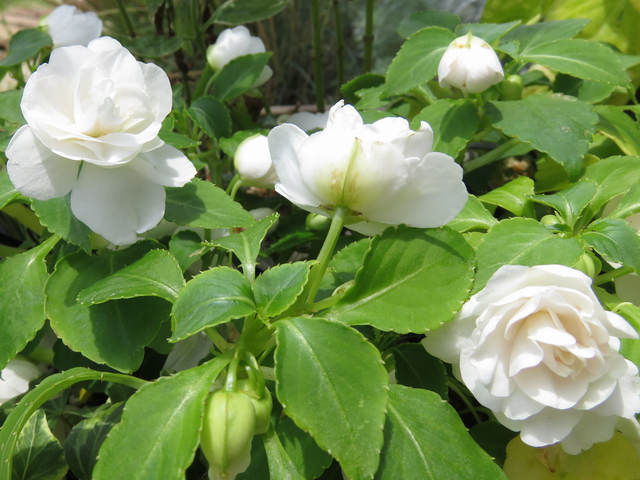 インパチェンス・シルエット・アップルブロッサムの花のアップ