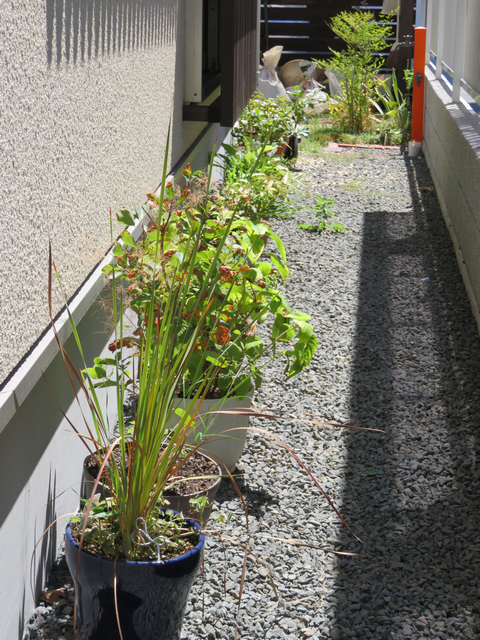 家の西側に並べた植木鉢
