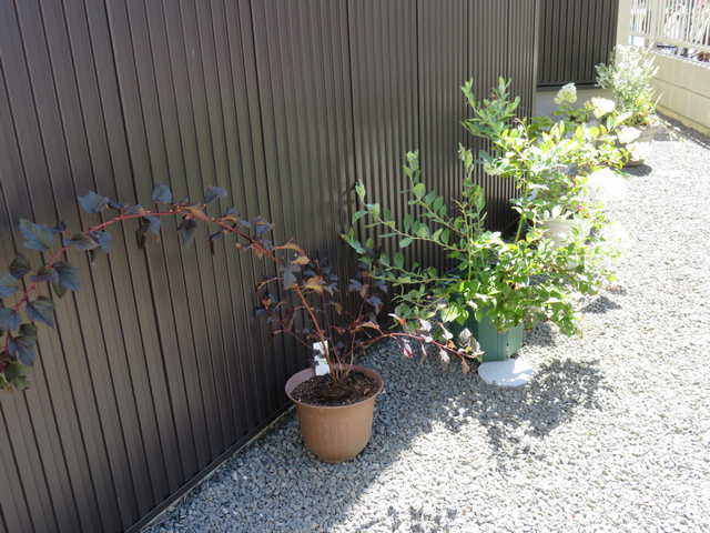 家の北側に並べた植木鉢