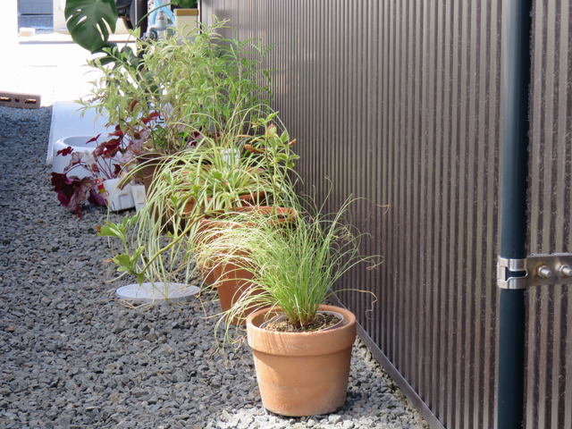 家の東側に並べた植木鉢