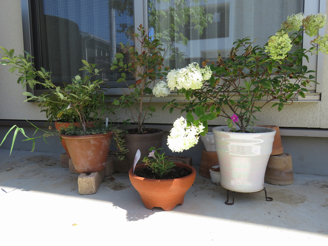 長期不在でも枯れなかった鉢植えの画像
