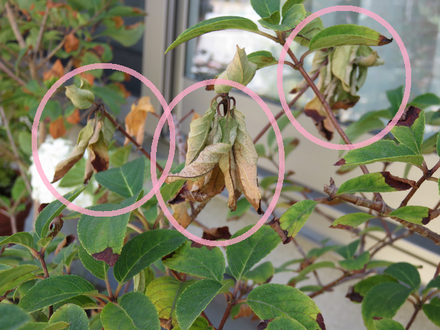 長期不在でも枯れなかった鉢植えの画像