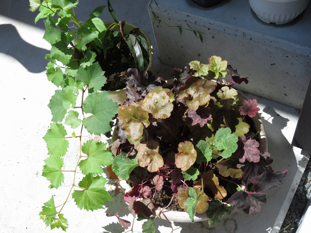 寄せ植えにしたヒューケラ
