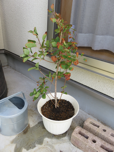 根腐れや水切れで葉っぱが枯れているスモークツリーの鉢植え
