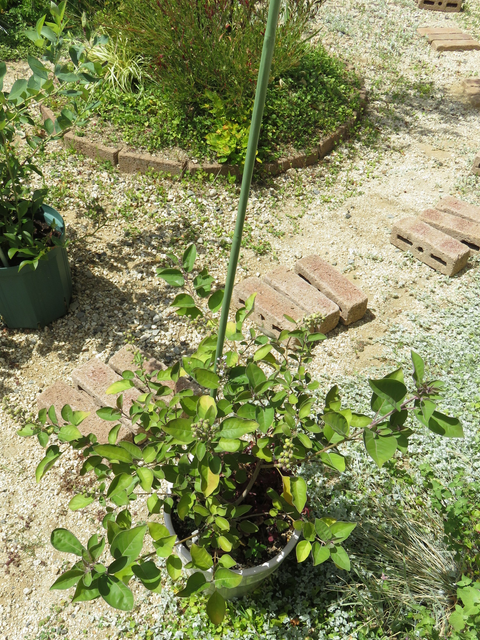 支柱を刺した植木鉢