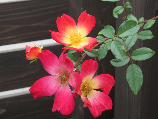 カクテルの秋花