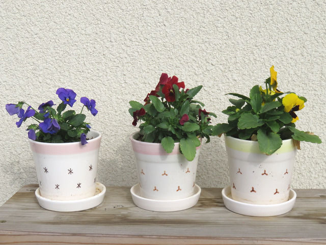 小さな植木鉢に植えられたビオラ