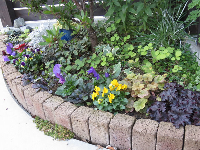 イチゴの木の足元の植栽