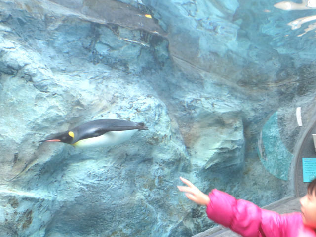 泳ぐペンギン