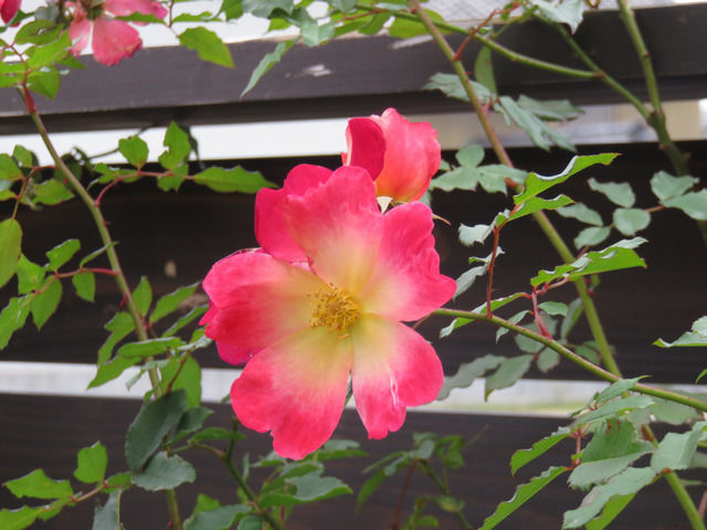 カクテルの花