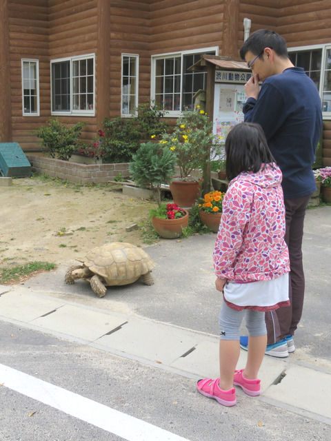 渋川動物公園の脱走亀