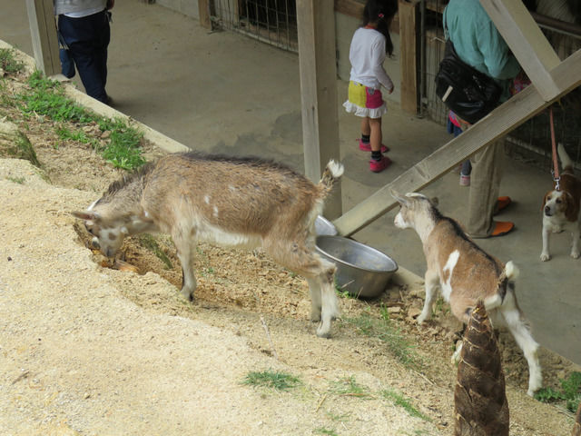 渋川動物公園の園内を歩く子ヤギ