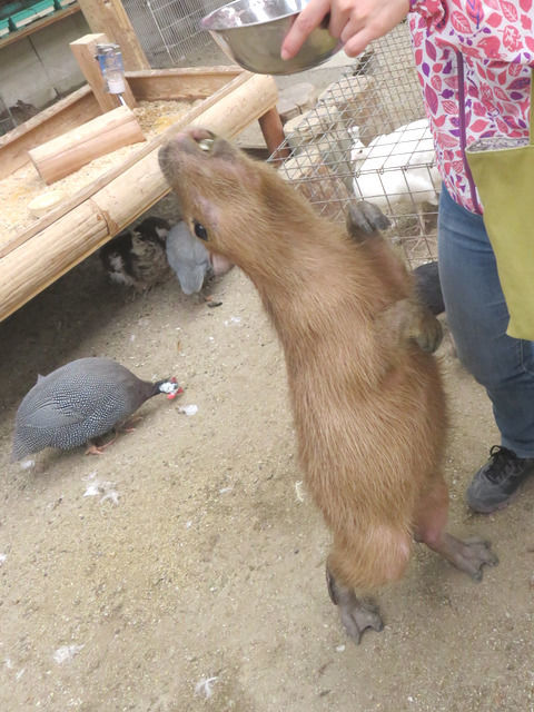 渋川動物公園のふれあい広場のカピバラ