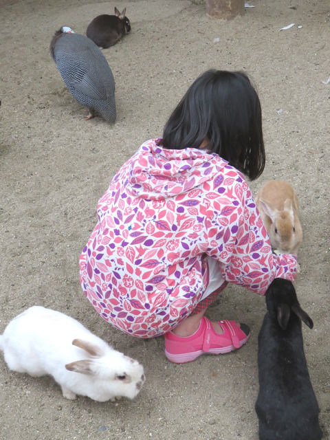 渋川動物公園のふれあい広場のうさぎ