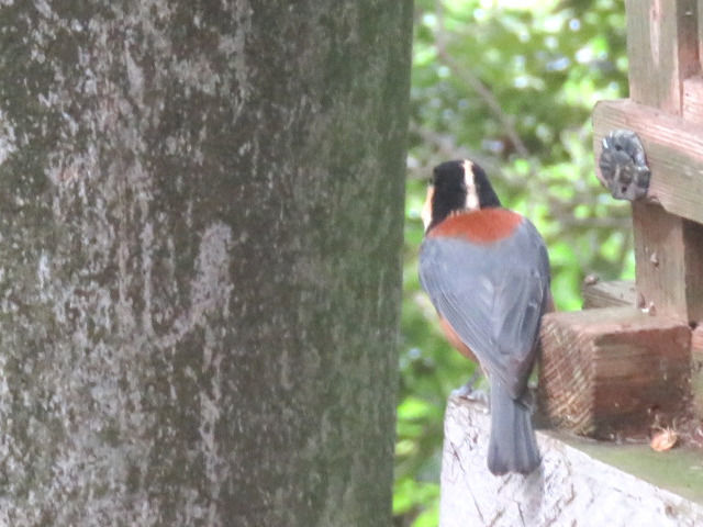 金刀比羅宮にいる野鳥ヤマガラ