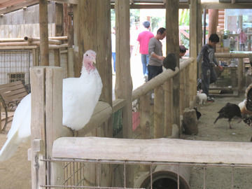 渋川動物公園 2回目の訪問 ちょっと曲がった家