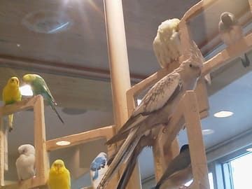 ことりカフェの鳥たち