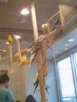 ことりカフェの店内の様子