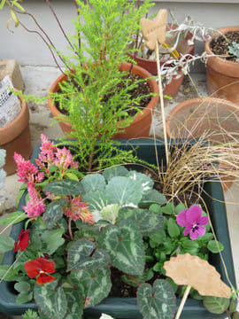 バザーで購入したクリスマスの寄せ植え