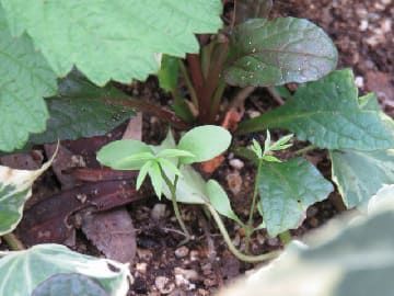 発芽したニゲラ
