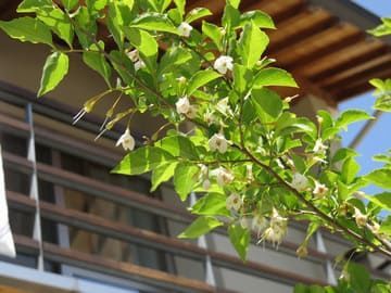花が咲いているエゴノキを下から見上げた画像