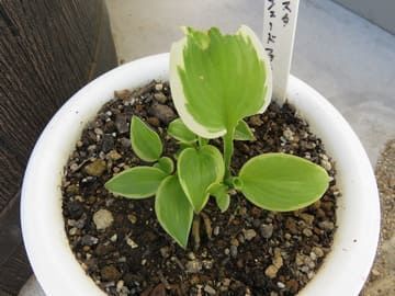 新しい葉が生えてきたホスタの画像